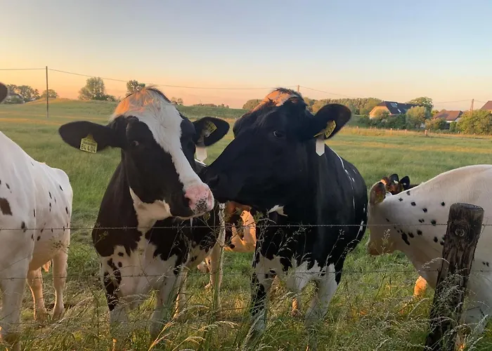 Haus Am Damm Appartement Clèves